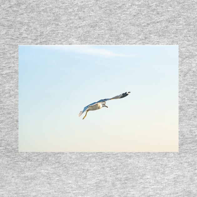 Hovering Larus Californicus by KensLensDesigns